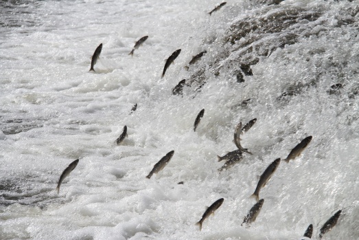 Uçan balıkların muhteşem göçü devam ediyor 5