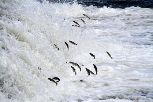 Uçan balıkların muhteşem göçü devam ediyor 1