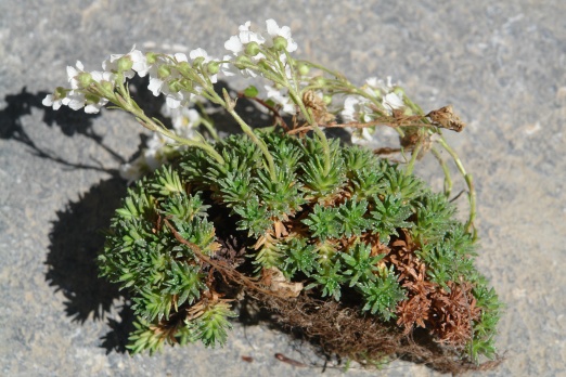 Cilo Dağları’nda yeni bir bitki türü keşfedildi 5