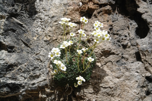Cilo Dağları’nda yeni bir bitki türü keşfedildi 6