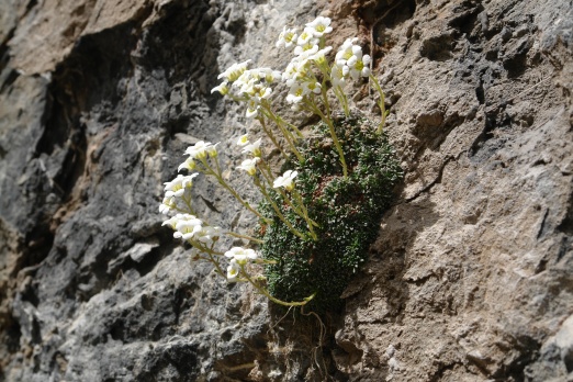 Cilo Dağları’nda yeni bir bitki türü keşfedildi 3