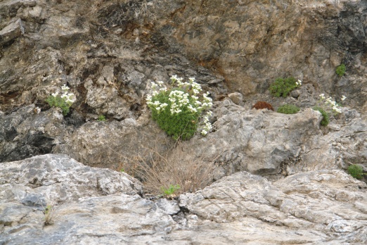 Cilo Dağları’nda yeni bir bitki türü keşfedildi 2