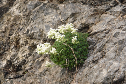 Cilo Dağları’nda yeni bir bitki türü keşfedildi 13