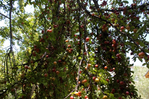 Kaybolmaya yüz tutmuş meyveler koruma altına alındı 8