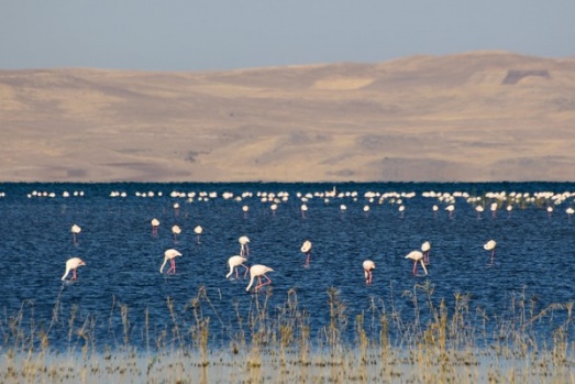 Van’da Doğu'nun Kanatları Erçek Gölü 8. Flamingo Festivali 2
