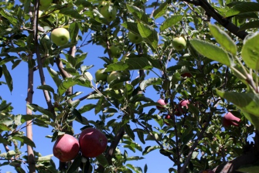 Aynı ağaçta hem yeşil hem kırmızı elma yetiştirdi 6