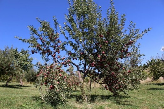 Aynı ağaçta hem yeşil hem kırmızı elma yetiştirdi 7