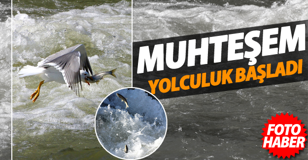 İnci kefalinin "muhteşem yolculuğu" başladı