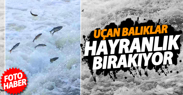 Van'ın uçan balıkları hayran bıraktırıyor