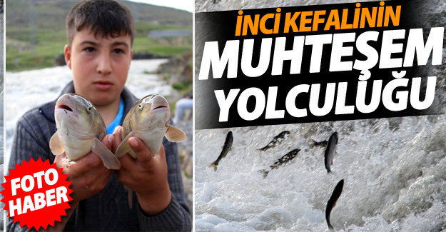 İnci Kefalinin Muhteşem Yolculuğu