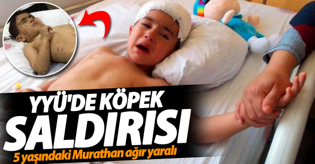 SON DAKİKA! YYÜ'de köpekler bir çocuğu ağır yaraladı!