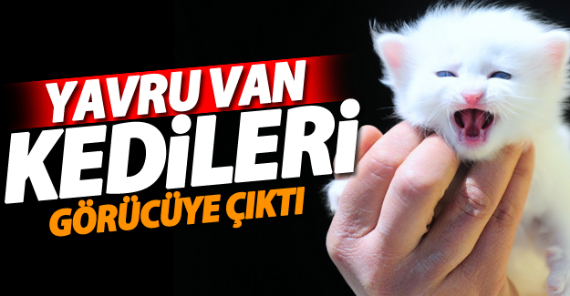 Yavru Van Kedileri görücüye çıktı!