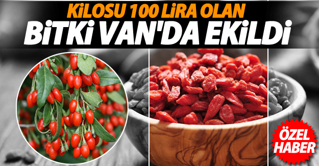 (ÖZEL HABER) Van'da bir girişimci arazisine Gojibery ekti