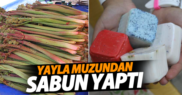 Yayla muzundan 'sabun' yaptı