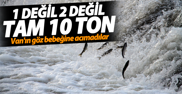 Van'da 10 ton inci kefali ele geçirildi
