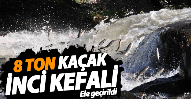 Van'da kaçak avlanılan 8 ton inci kefali ele geçirildi