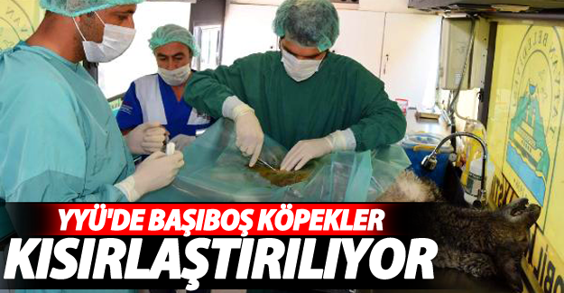 YYÜ'deki başıboş köpekler kısırlaştırlıyor
