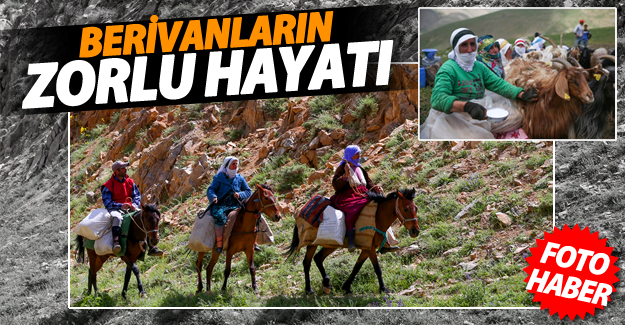 Berivanların zorlu yayla mesaisi