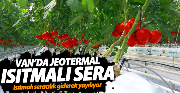 Van’da Jeotermal Isıtmalı Seralar Giderek Artıyor