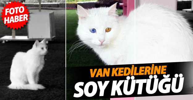 Van kedilerine soy kütüğü