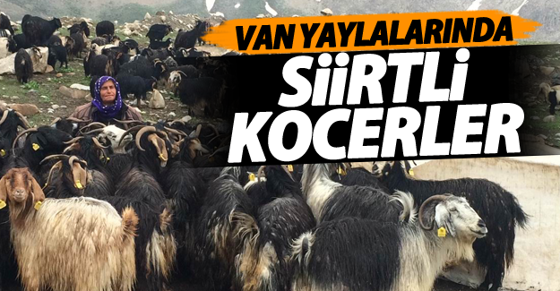 Siirtli koçerler Van yaylalarında