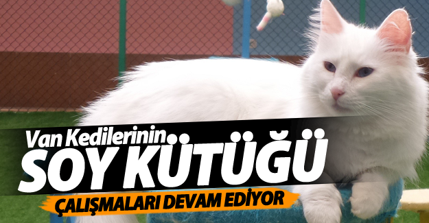 Van Kedilerini Koruma Çalışmaları