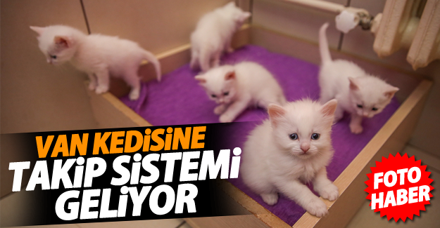 Van kedisine "takip sistemi" geliyor