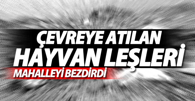 Çevreye Atılan Hayvan Leşleri Mahalleyi Bezdirdi