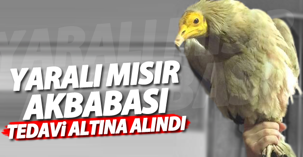 Yaralı Mısır Akbabası Tedavi Altına Alındı