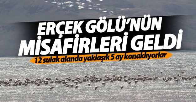 Erçek Gölü’nün misafirleri geldi