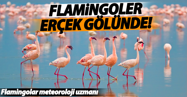 Flamingolar Erçek Gölü’nde