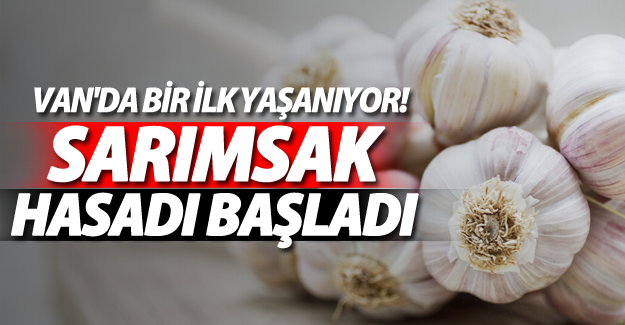 Van'da bir ilk: Sarımsak projesinin hasadına başlandı