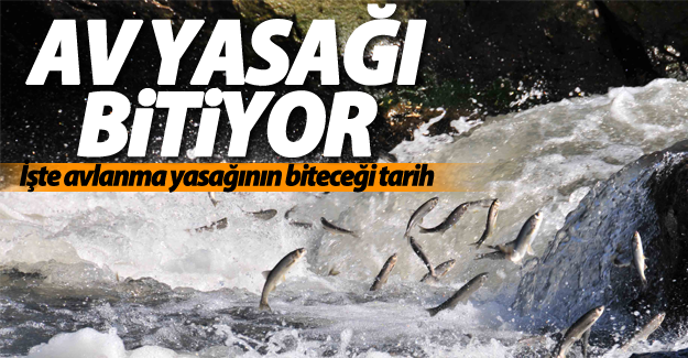 İnci kefali av yasağı sona eriyor