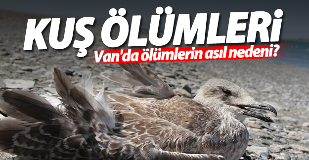Van'da kuş ölümleri