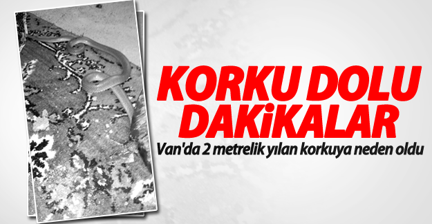 Van'da eve giren 2 metrelik yılan korkuya neden oldu