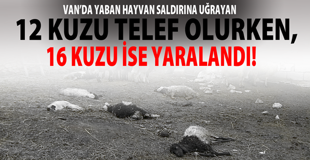 Van'da Yaban Hayvan Saldırısı!