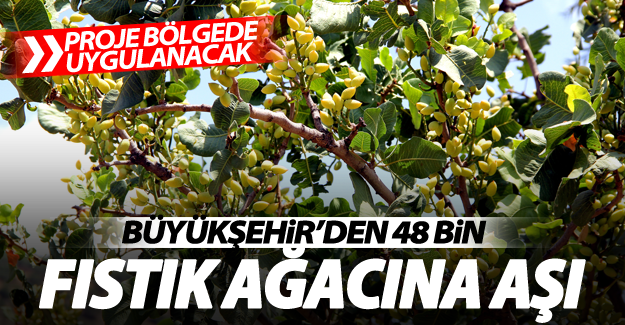 Büyükşehir, 5 bin 500 yabani bıttım ağacına 48 bin fıstık aşısı yaptı‏
