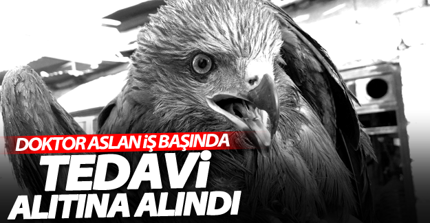 Yaralı Şahin, Van’da tedavi altına alındı
