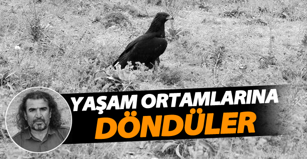 Tedavisi tamamlanan iki kaya Kartalı bir kızıl Şahin doğaya bırakıdı