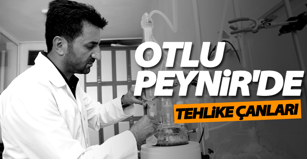 Van'da 'Otlu peynir' için tehlike çanları