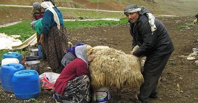 Berivanlar yaylalara çıktı!