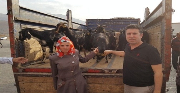 Van’da genç çiftçilere hayvan dağıtımına başlandı