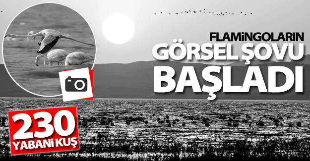 Van'da flamingoların görsel şöleni başladı
