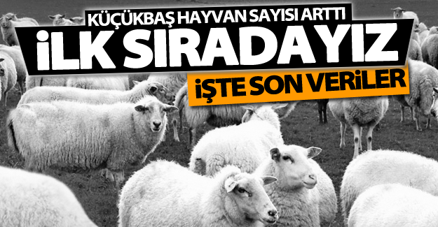 Van ilk sırada! Küçükbaş hayvan sayısı arttı