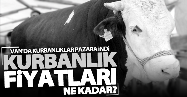 Van'da kurbanlıklar pazara indi ! İşte kurbanlık fiyatları