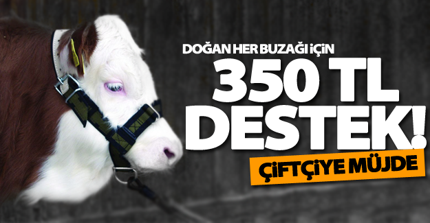 Çiftçilere müjde! Doğan her buzağı için 350 TL destek!