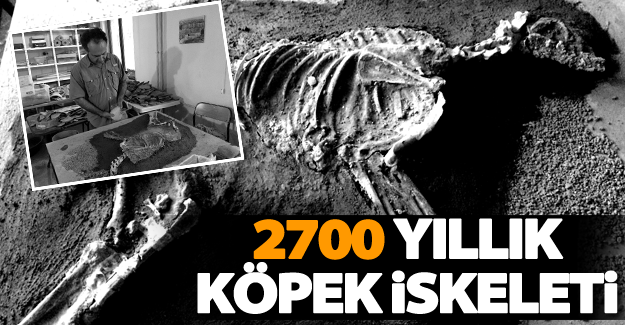 2700 yıllık köpek iskeleti sergilenecek