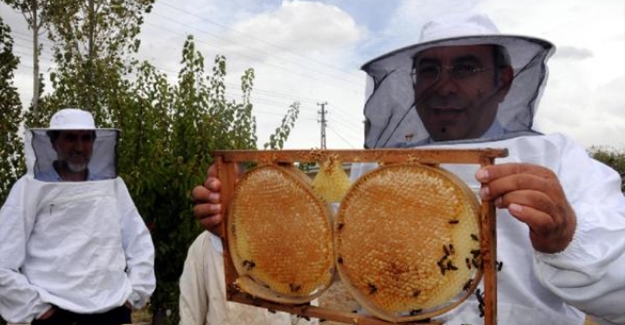 YYÜ'nün bal hasadı başladı