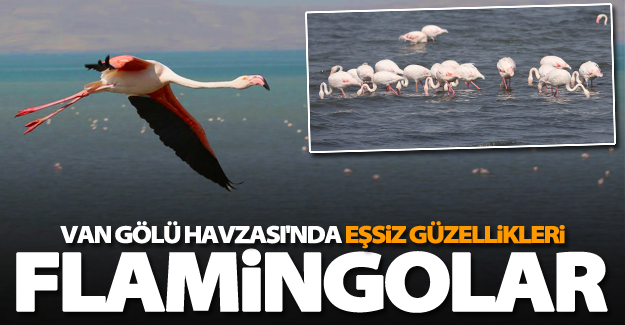 Flamingolar Van’ı sevdi