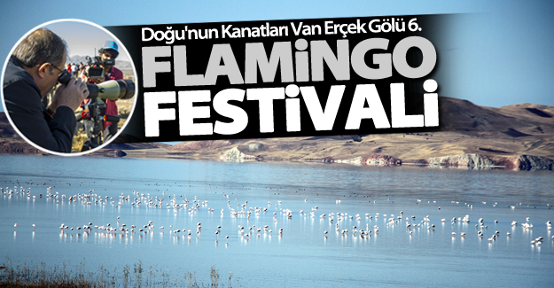 Van'da flamingo festivali